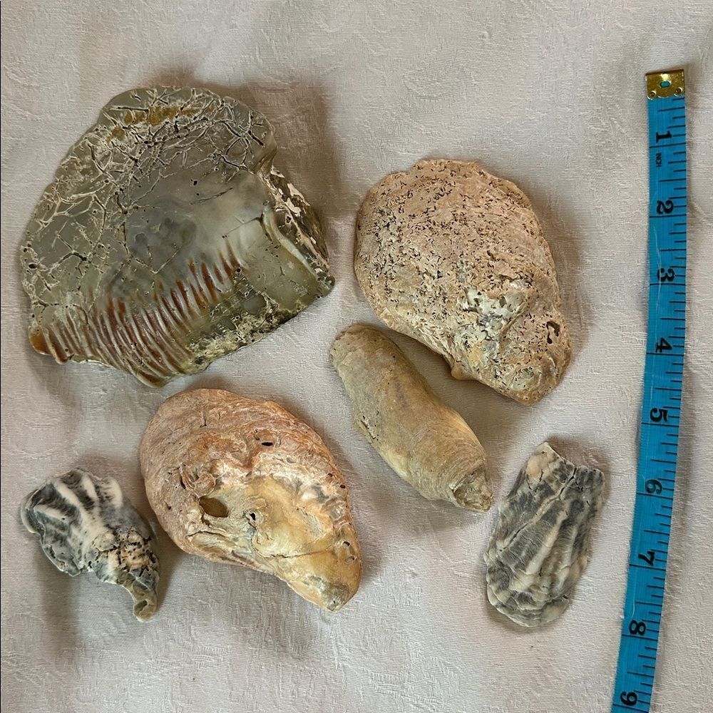 Sea Shells From Bahamas Florida Small Interesting - Picture 10 of 10